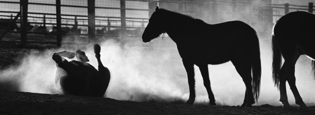 A mustang rolls around on the ground and the dust scattered in the air. The sunset casts dramatic lighting on the facility. The silhouetted mustangs were captured over a fence with the large aperture zoom lens. Camera: SIGMA SD1 | Lens: APO 70-200mm F2.8 EX DG OS HSM | Exposure Mode: Manual | ISO: 200 | White Balance: Daylight | Shutter Speed:1/500 sec | Aperture:F5.6 | Focal Length: 200 mm