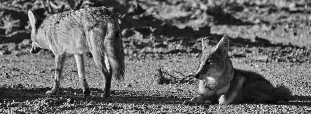 Photo 1: Lake Manly, now dried land, was once an enormous lake stretching 80 miles long by 11 mile wide and 600 feet deep. I caught sight of two coyotes roaming the parched lakebed. Taken with APO 50-500mm F4.5-6.3 DG OS HSM ( @500mm) ©2012 Ryuichi Oshimoto