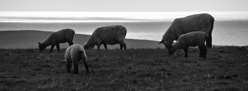 After driving about 50 miles north on Highway 1 from San Francisco, I headed toward the shore. The setting sun from the west glimmered over the Pacific and the sheep roamed around looking for grass to feed. ©2012 Ryuichi Oshimoto, Taken with APO 70-200mm F2.8 EX DG OS HSM @200mm