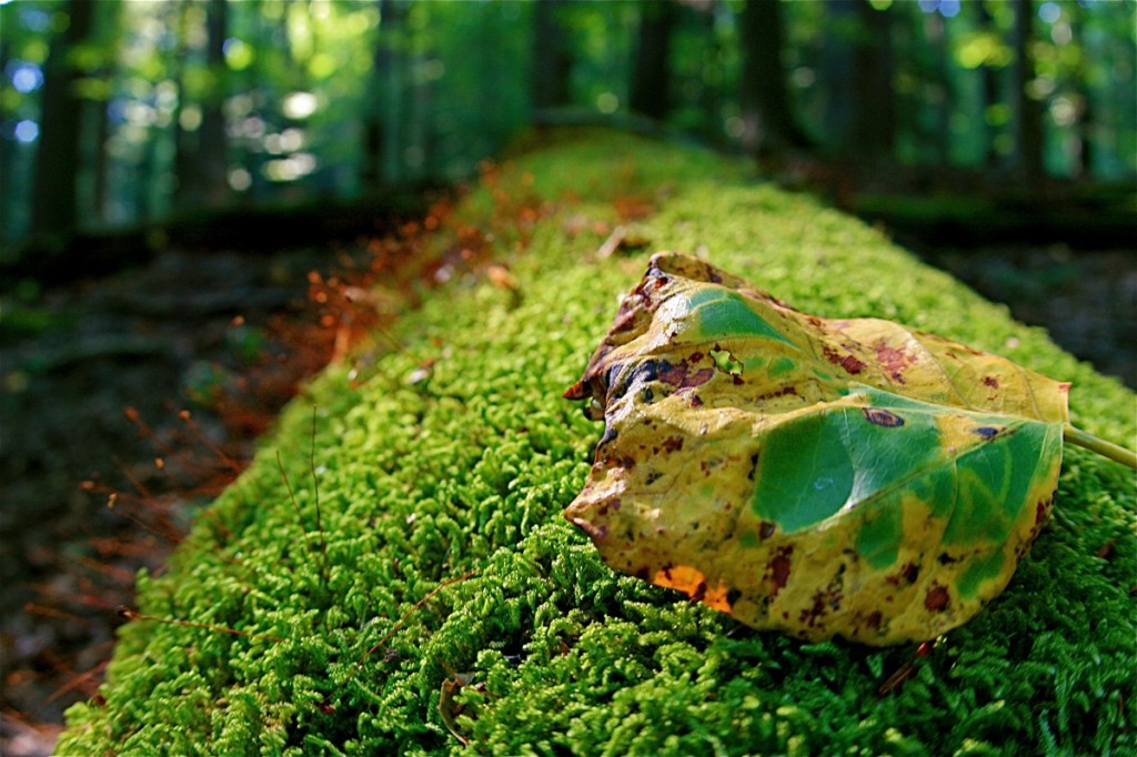 ©2012 Kellie Smirnoff