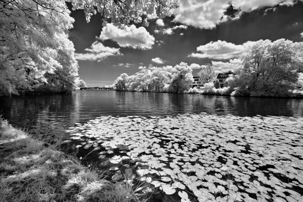 Spring Lake, NJ, Lilypads, Infrared