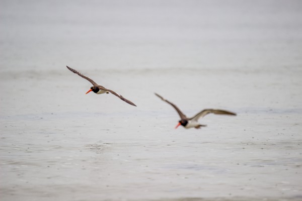 Here we've got two American Oystercatchers in mid-flight, but the bird on right is closer to the camera and off the focal plane. This photo never sat right with me. I asked friends if it was bothersome and it was resoundingly agreed that the out of focus right bird created serious issues with this shot. It was expressed best by a photographer friend who perfectly explained why:The soft bird is closer, and lends to wanting to be the focal point, So it can lead your eye through the composition. The focus on the rear bird makes you look past the first bird, making the viewing more cumbersome. 