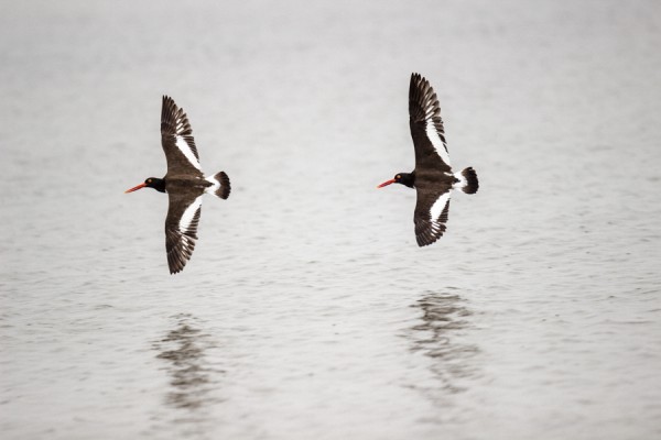 Here, moments later, everything came together for me. This pair of Oystercatchers decided to fly across my field of view perfectly parallel to the focal plane, my exposure settings were right on, and my autofocus setting was perfect for this shot!