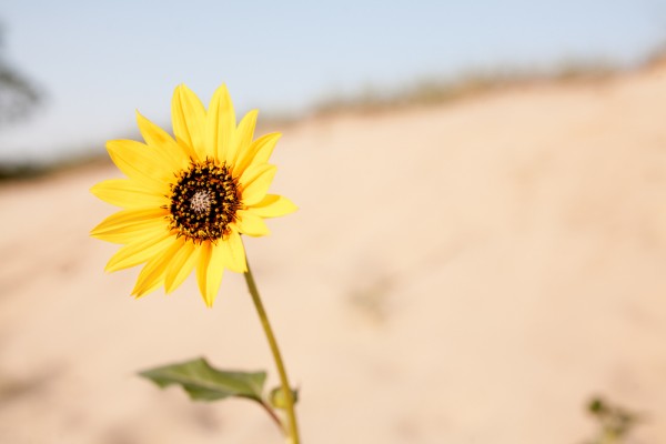 Dune Flower