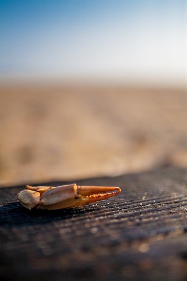 A lone crab claw sits on a plank on the beach at the very tip of Sandy Hook, NJ. 1/5000 F1.4 ISO 100, Classic 5D.