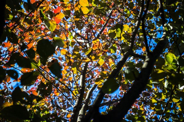 The afternoon sun was just streaming straight through this tree and the leaves just pop with color in between glimpses of pure blue sky. 1/640 F1.8 ISO 100.
