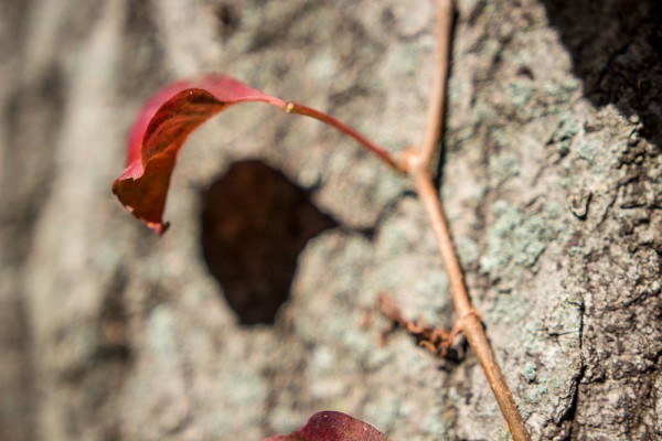 An ivy leaf curls and turns bright red as it casts a shadow on the tree it climbs. 1/1600 F1.8 ISO 100.