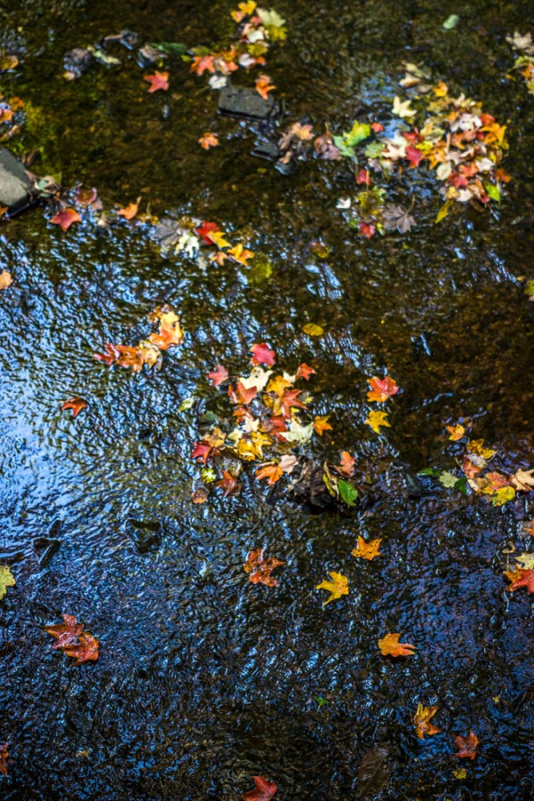 Golden and crimson leaves drift down a stream as seen from a high bank. The focal plane is oblique to the surface of the water, so it is tack-sharp lower in the frame and softens up towards the top. 1/125 F1.8 ISO 100.