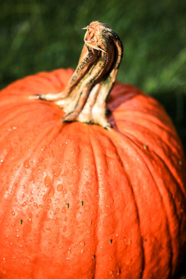 I shot wide open at F1.8 to focus just on the twisted stem of this big pumpkin and zoomed to 35mm to fill the frame. The oranges and greens in different degrees of blur add color and textural elements to this typical fall sight. And the tiny katydids on the pumpkin are a nice echo of the green background, too! 1/1600 F1.8 ISO 100.