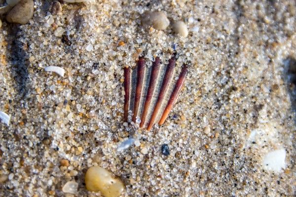 Notice how shallow the depth of field is fully zoomed, and close-focused near maximum magnification. The exposed section of the scallop shell is perfectly sharp and crisp, but the grains of sand at both left and right of frame that are just slightly off the focal plane begin to soften up. The F4.0 maximum aperture at 70mm allowed me to stay at a high 1/800 shutter speed at a low ISO (100).