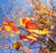 Fall Foliage with Sigma’s 15mm F2.8 Diagonal Fisheye Lens