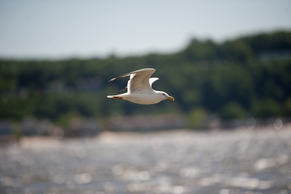 Here, again, we've got a gull, but this time, it's in flight. Continuous AF keeps adjusting focus to ensure whatever is in-frame at the given focus point is sharp in the captured image, perfect for tracking a bird in the air. 