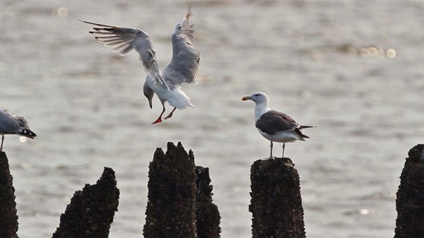 Here is an example of when I'll skip autofocus and switch into manual focus. I was waiting for gulls to alight on these old pilings, and I want to camera to snap the exposure the second a bird enters the frame, without searching for something to lock onto–since I've already locked onto where I anticipate the action to take place!