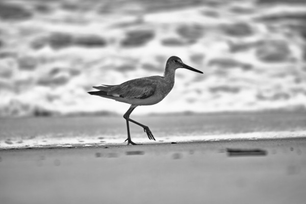 And here is a close-up shot of the eastern willet, from the same spot on the beach, by zooming this lens all the way to 500mm. Notice how these two images from the same spot, with the same lens, feel so different to one another? 1/640 F6.3 ISO 100 on the SD1.
