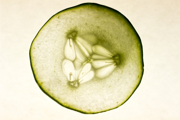 I used a Santoku knife to slice a cucumber as thin as possible, and placed it atop a lightbox to intensify the translucency. This cucumber is 1 7/8 inch in diameter and it nearly fills the frame at about 1:3 magnification. 1/200 F6/3 ISO 400. 