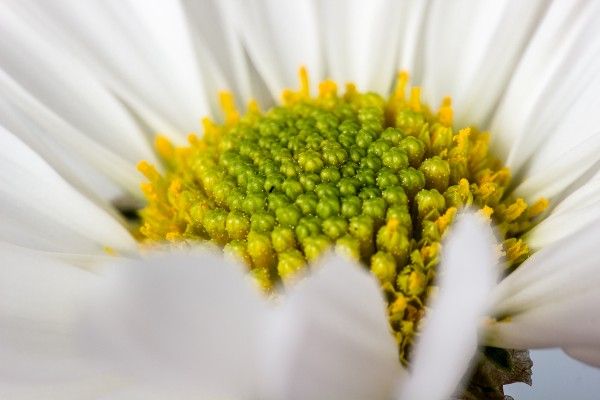 The intertwined spirals at the center of this white daisy nearly fill the frame in this image. Flowers, shells, pretty much anything, can make for gorgeous macro photos!