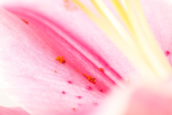 And this more abstract shot is focused solely on a few specks of pollen that have fallen onto the lily leaf, a much more abstract macro composition in pinks, yellows, and oranges. 