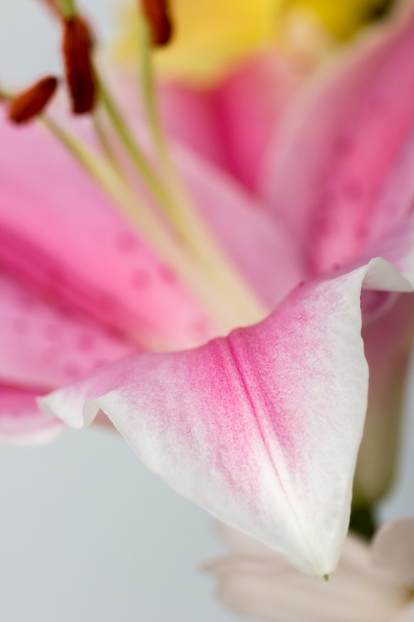 Here we are focused right on the curve of this stargazer lily bloom. 1/200 F7.1 ISO 400. We are close-up, but not even close to maximum magnification yet.