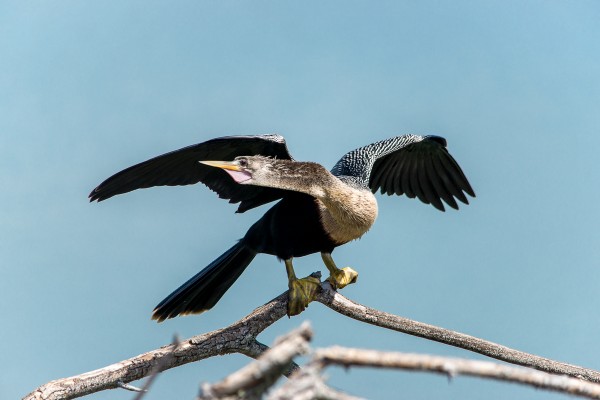 An anhinga dries its wings after diving for food in a pond in Central Florida. 1/1000 F6.3 ISO 250 at 500mm on a Sony A-850.