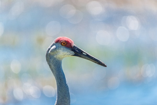 A sandhill crane poses for my camera in front of a pond on a golf course in Florida. Thanks to the grab-and-go ease of this supertelephoto zoom lens, it was mere seconds from parking to making the first photos when I first saw this trio of birds.  Sigma 150-500mm F5-6.3 at 500mm 1/1600 F6.3 ISO 400 on a Sony A-850.