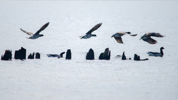 These Brant's Geese were a long way off, so I tried to focus on the composition and capture the birds as they passed about the decaying pilings for some color symmetry in this image. I cropped it to a more panoramic format to make the birds and postings more prominent in the frame. 1/1600 F6.3 ISO 320 on the Sony A-850 at 500mm.