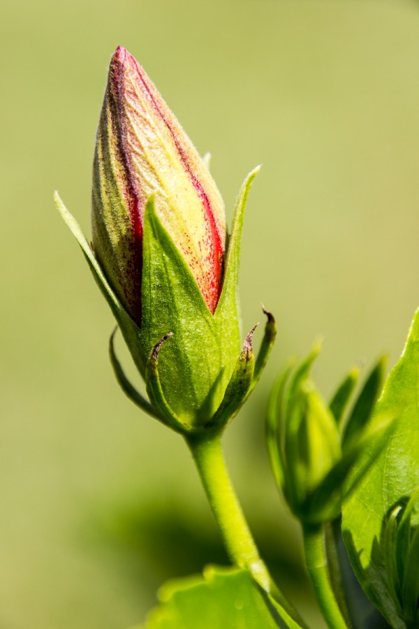 A hibiscus bud at 200mm. 1/320 F6.3 ISO 100 on the Rebel T3i.