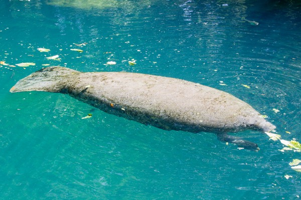 The Sigma 18-200mm F3.5-6.3 was the only lens I packed for everyday photography on a recent family trip to Florida. My mother-in-law made this photo of a manatee at Homasassas State Park during one of the family outings. Thanks to its small size and big range, it's a great everyday lens. 39mm  at 1/100 F6.3 ISO 100 on the Rebel T3i.