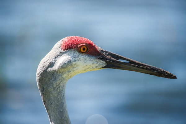 At 500mm, this easygoing Sandhill crane's head and beak fill the frame. 1/1250 F6.3 ISO 400 at 500mm on the Sony A-850.
