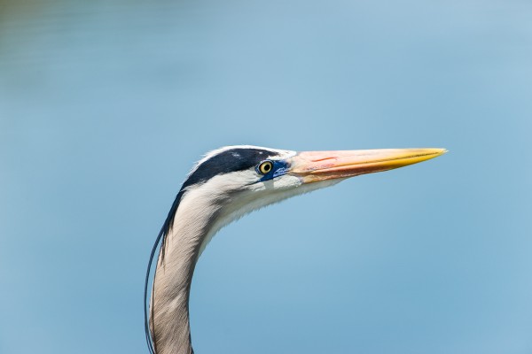 A Great Blue Heron allows me to get close enough to really get in tight at 500mm for a profile. 1/1000 F6.3 ISO 250 on a Sony A-850.