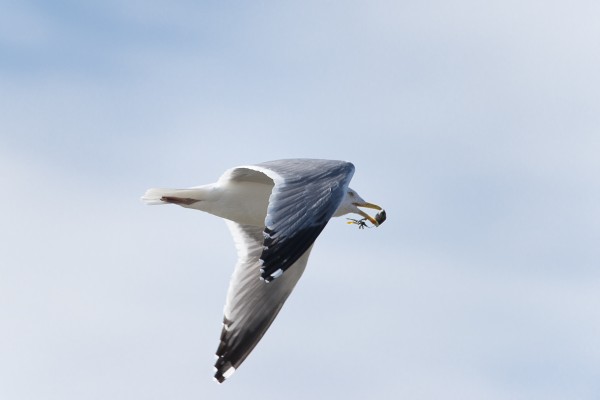 A herring gull in flight, captured wide open at F6.3 at 500mm to allow for the fastest possible shutter speed. 1/1600 at ISO 320 on the Sony A850. 