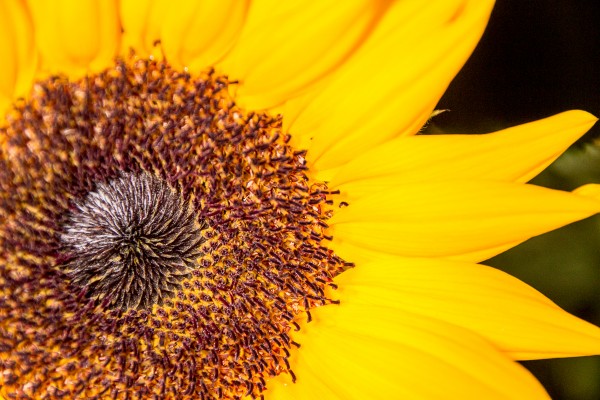 I used manual focus to lock in on the center whorl of this small sunflower at 200mm. Manual focus is very handy for fine-tuning the shallow depth of field of close-up photography. 1/200 F6.3 ISO 800.