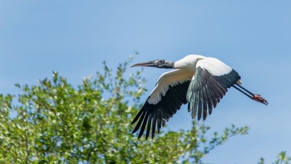As I was framing that white Ibis, a wood stork flew straight out of the marsh and I caught this single frame as it passed by.  The ability to handhold this supertelephoto zoom means you can react very quickly when a new photo presents itself. 1/1000 F6.3 ISO 250.