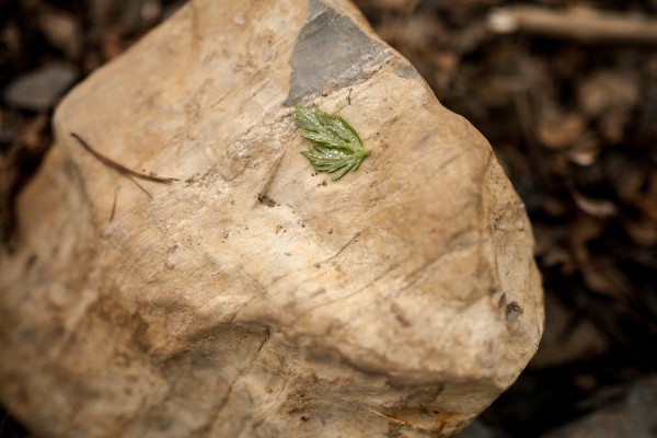 Wet leaf, small boulder. 1/6400 F1.4 ISO 100. 