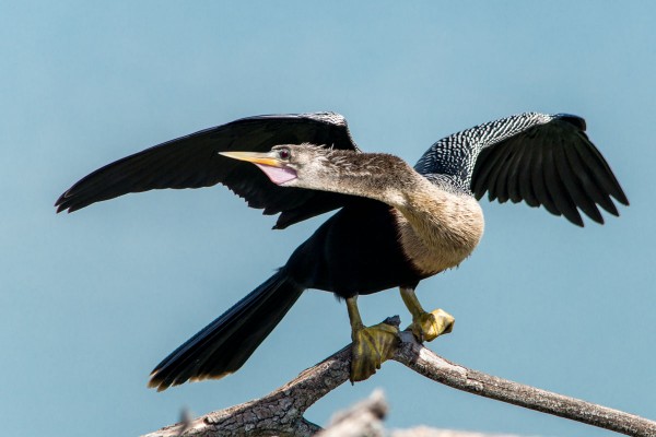 Everyone knows supertelephoto zoom lenses are great for long-reach photography at widest, like wild birds. Here, the Sigma 150-500mm is trained on an American Anhinga, at 500mm, wide open at F6.3. 