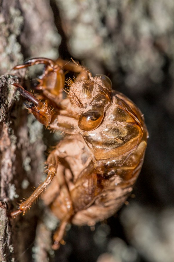 Macro lenses are named and known for the ability to capture tiny detail at high magnification, such as this sloughed cicada exoskeleton as seen through the 180mm F2.8 EX DG OS HSM Macro lens at 1/320 F/9 ISO 400 on a Reb T3i. But everything about Sigma's three internal focusing, optically stabilized telephoto macros also makes these great for sports, wildlife, and other longer-reach subjects.
