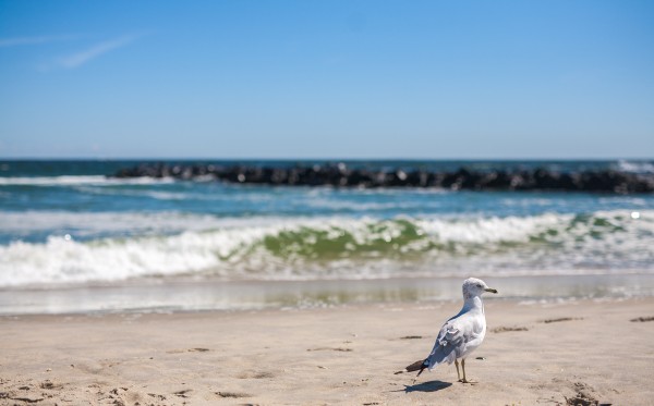 A herring gull on the beach, captured by the Sigma 50mm F1.4 EX DG HSM at F2.0 for very shallow depth of field. Even close to wide open, this lens is very sharp on the focal plane.
