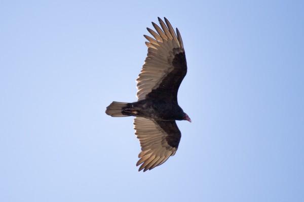 Turkey Vulture on wing as seen through the Sigma150-600mm F5-6.3 Sports lens.