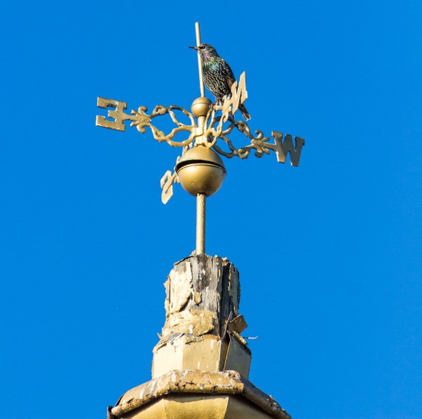 A starling sits atop a weathervane, atop a three story building, captured through the Sigma 150-600mm F5-6.3 DG HSM OS | Sports paired with a Rebel T3i at 600mm, for an effective 960mm focal distance. Cropped to near square format for presentation. 