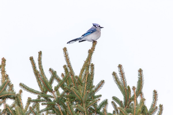 A Blue Jay sits atop a pine tree, bringing a pop of color to an otherwise greytoned winter's day in the northeast. 150-600mm Sports at 600mm on the Reb T3i. 1/200 F6.3 ISO 400 Flash w/Better Beamer Extender, Optical Stabilizer activated. 