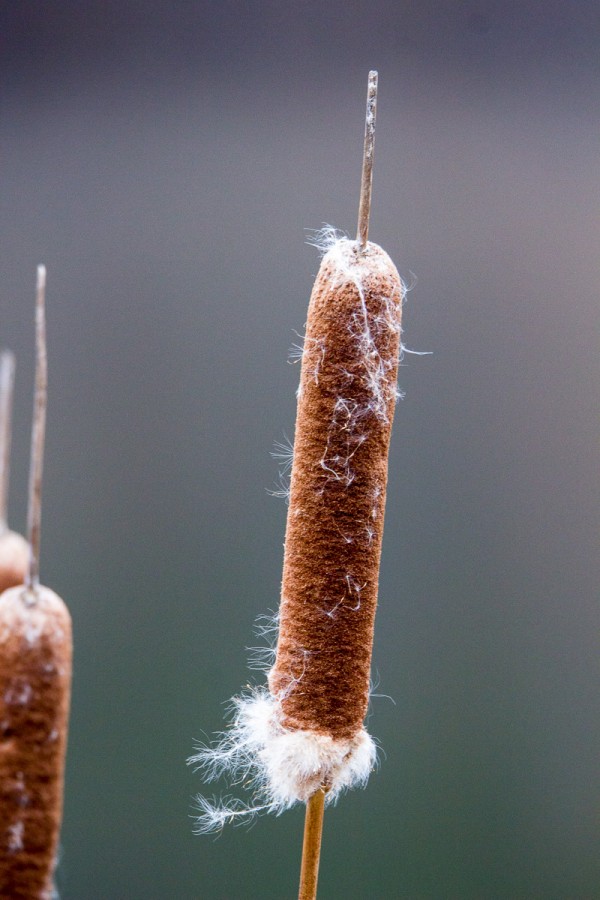 Call it a cattail, a punk or a bulrush, but the long reach of the 150-600mm let me fill the frame with across muddy wetlands along a pond's edge. the shallow depth of field makes it pop from the background. 1/320 F6.3 at 600mm ISO 400.