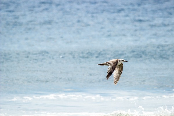 Autofocus tracking with the 150-600mm Contemporary in AI Servo mode on a non-centered focus point was able to keep up with this immature herring gull flying above the surf. (Straight out of the box, no AF speed adjustments via USB Dock). 1/1000 F7/1 ISO 100.