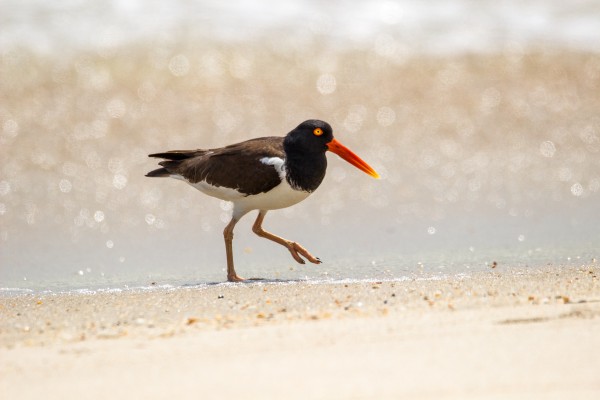 An American Oyster Catcher, at water's edge, as seen through the 150-600mm | Contemporary lens at 600mm on a Rebel T3i. 1/1600 F7.1 ISO 200. This lens is super sharp in the center of the frame, even fully zoomed!
