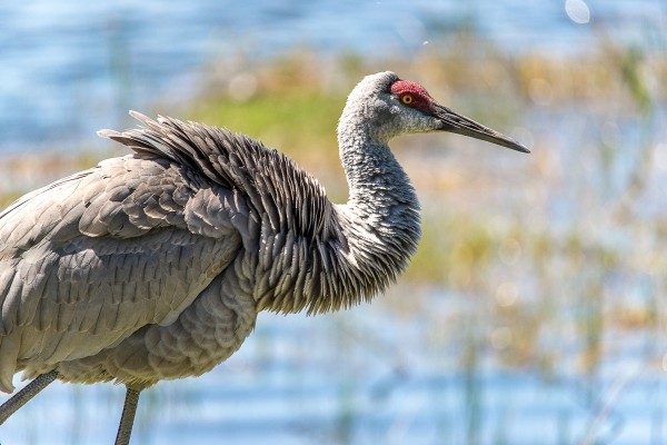 A Sand Hill Crane, captured at 500mm through the 150-500mm F5-6.3 DG OS HSM lens on a Sony A850, wide open at 1/1000 F6.3 ISO 400. If you are familiar with this great lens, the new 150-600mm F5-6.3 DG OS HSM | Contemporary will feel very familiar, even as you revel in the great upgreades between generations!