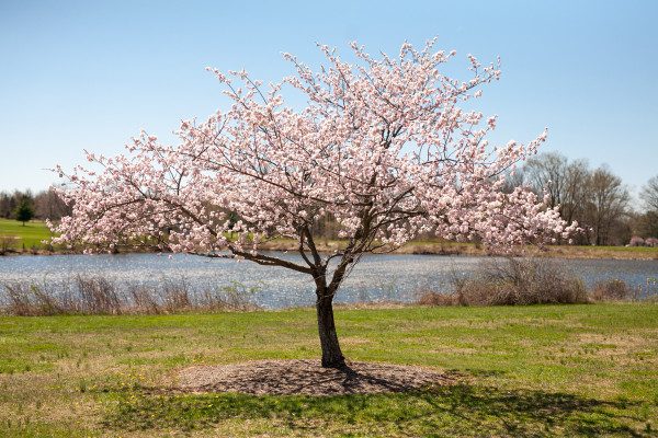 It was necessary to stop down to F2.2 for this image of a cherry tree in bloom; simply because the shutter speed and ISO combination demanded it! We were overexposed at 1/8000 ISO 100 while wide open, which hits the wall of maximum shutter speed and lowest ISO on the original 5D. 