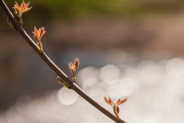 Sunlight reflected off a brook offers great bokeh behind blooming branchlets as seen through the 50mm F1.4 DG HSM | Art lens. 1/8000 F1.8 ISO 100. 