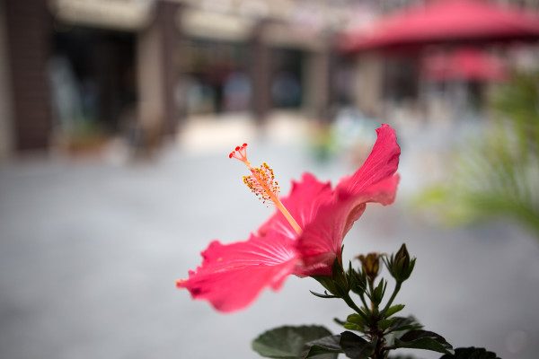Razor thin focus on a hibiscus flower, which is mirrored in color by the red umbrellas blurred in the background. Sigma 24-35mm F2 DG HSM | Art wide open at F2 at 35mm on the 6D. 1/1000 at F2.0 ISO 100 