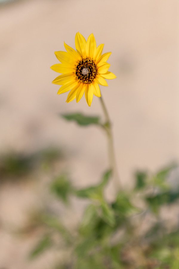 A dune flower faces the morning sun, as seen through the Sigma 35mm F1.4 DG HSM | Art lens, wide open at F1.4. Notice how shallow the depth of field is, when close focused, at widest apertures. Captured on a classic 5D. 1/4000 F1.4 ISO 100. 