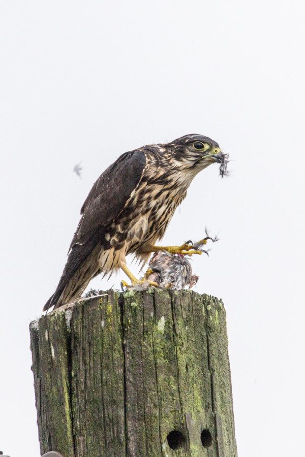 A few days ago, on a very rainy day, I walked outside to warm up my car, and saw feathers falling from the sky. Looking up, I spied a Merlin perched atop the telephone pole. I grabbed my 6D and 150-600mm F5-6.3 DG OS HSM | C and opened the top half of a second floor window to get an eye-level view of the drenched merlin and its unfortunate prey.  I had to crop in a little bit to tighten up the frame. It is razor-sharp, even wide open, cropped in, at ISO 800. The 150-600mm | C has rapidly become my new favorite outdoor lens.