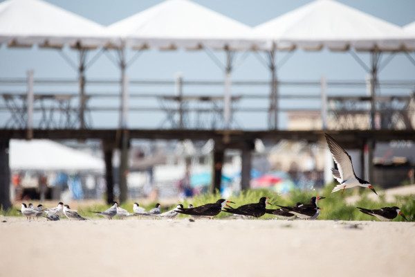 Looking south, across the nesting area at 468mm, you can see the terns and black skimmers, the event tents at the pier of the Belmar Fishing Club, and the umbrellas and blankets of beachgoers beyond. 1/1600 F6.3 ISO 320.