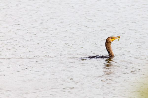 A juvenile double-crested cormorant hunts for a snack in a tidal pond as seen through the Sigma 150-600mm F5-6.3 | C at 600mm. 1/1250 F6.3 ISO 640 on the 6D.